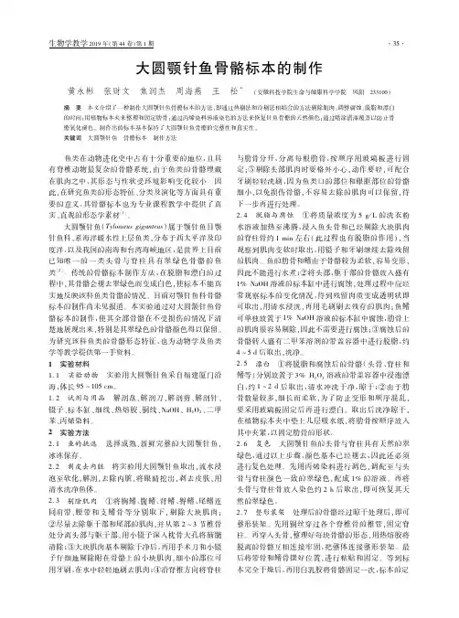 大圆颚针鱼骨骼标本的制作