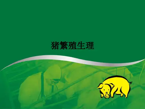 猪繁殖生理ppt课件