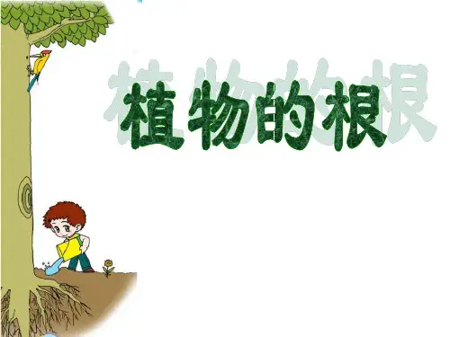 青岛版四年级科学上册 (植物的根)新课件