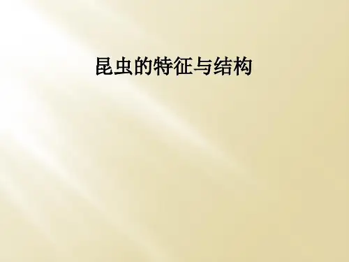 昆虫的特征与结构