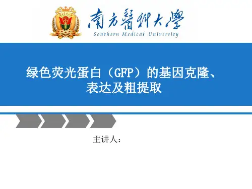 绿色荧光蛋白的表达及粗提取