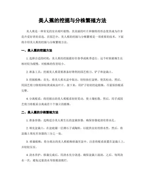 美人蕉的挖掘与分株繁殖方法