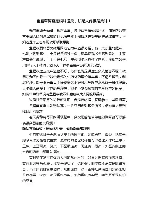 鱼腥草浑身是根味道臭，却是人间极品美味！