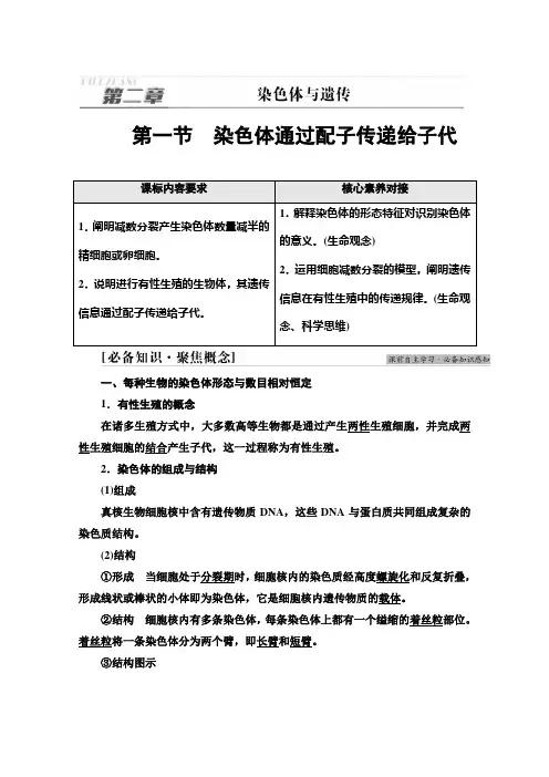 新教材浙科版生物必修2学案第2章第1节染色体通过配子传递给子代