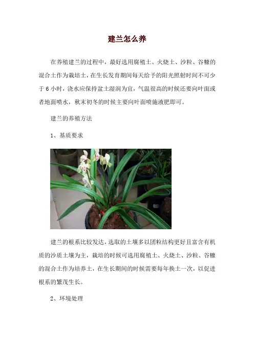 建兰怎么养