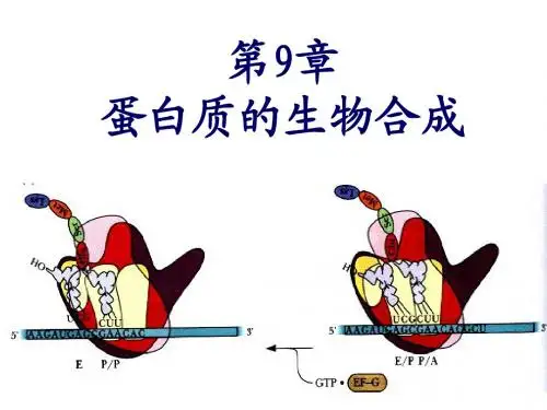 蛋白质的生物合成
