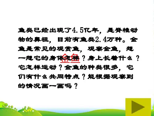 教科版三年级科学上册《金鱼》精品课件