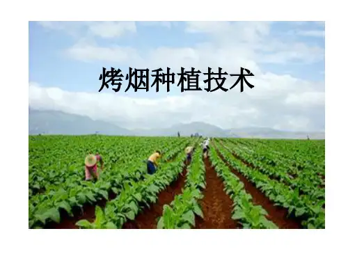烤烟种植技术