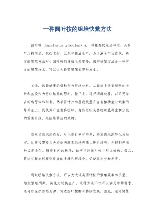 一种圆叶桉的组培快繁方法