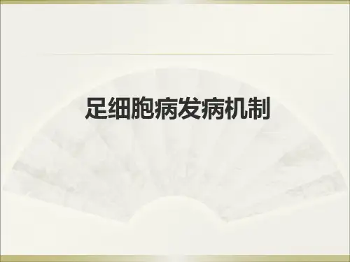 足细胞病发病机制   2