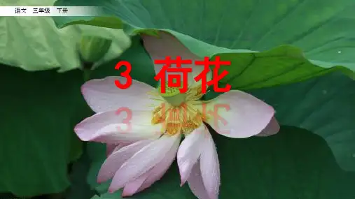 《荷花》ppt课件