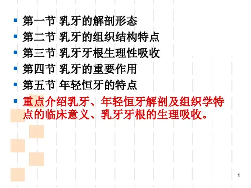 乳牙及年轻恒牙解剖结构与组织结构特点第4版ppt课件