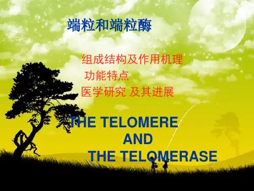 端粒和端粒酶