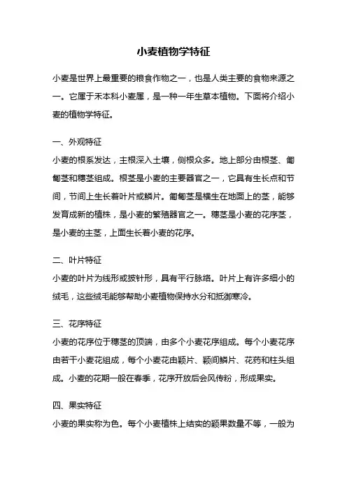 小麦植物学特征