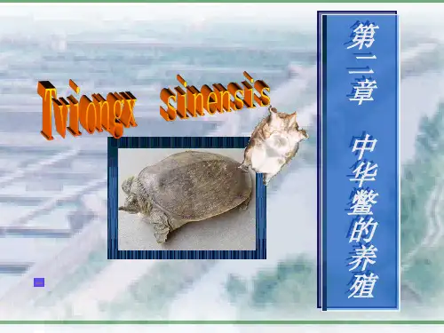 中华鳖的养殖