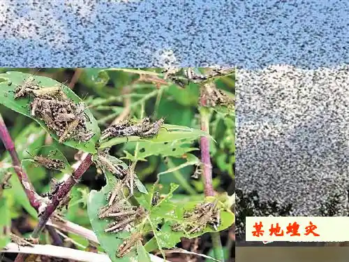 人教版高中生物必修三第4章第2节 种群数量的变化  课件(共19张PPT)