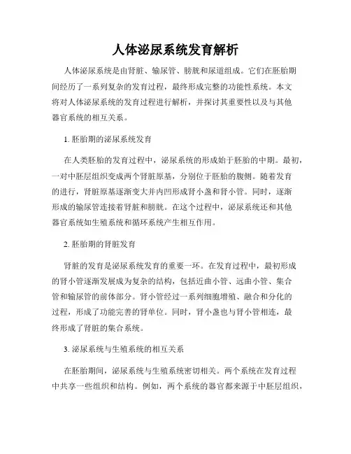 人体泌尿系统发育解析