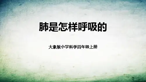 大象版四年级科学上册《肺是怎样呼吸的》PPT课件