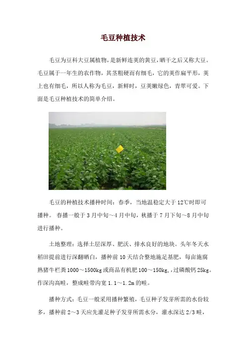 毛豆种植技术