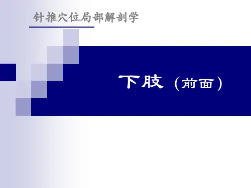 针推穴位应用解剖课件下肢局解(前)