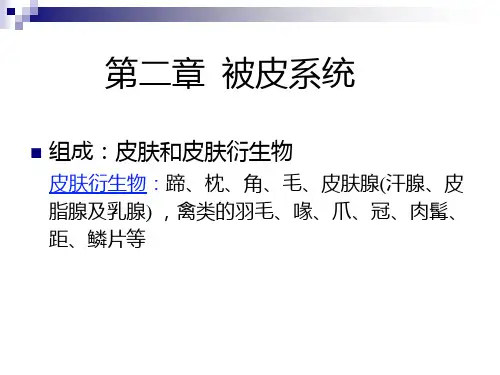 家畜解剖课件：被皮系统