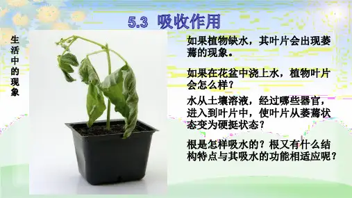 北师大版生物七年级上册课件5.3-吸收作用
