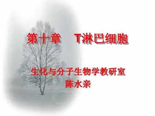 T淋巴细胞