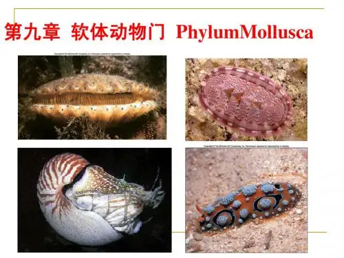 软体动物门