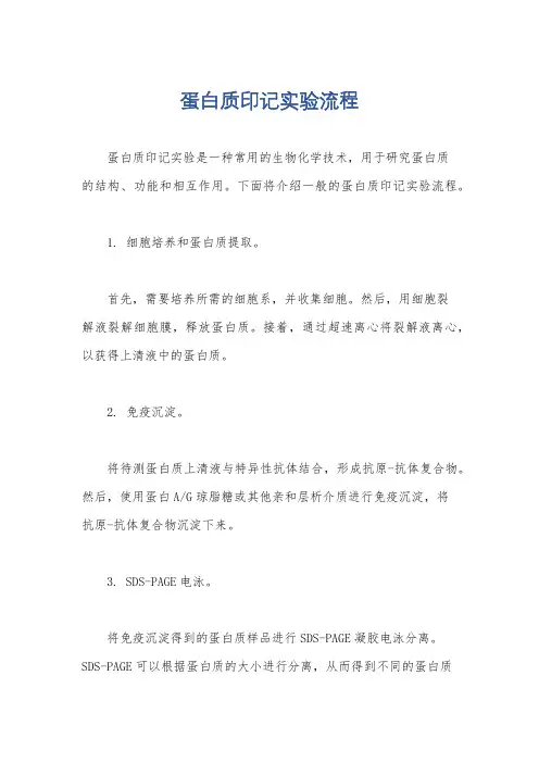 蛋白质印记实验流程