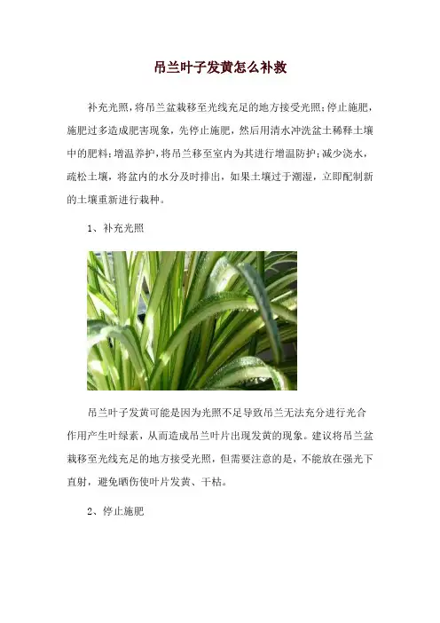 吊兰叶子发黄怎么补救