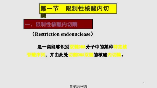 基因工程的酶学基础PPT课件