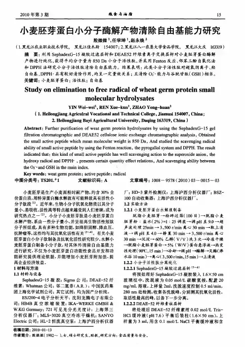 小麦胚芽蛋白小分子酶解产物清除自由基能力研究
