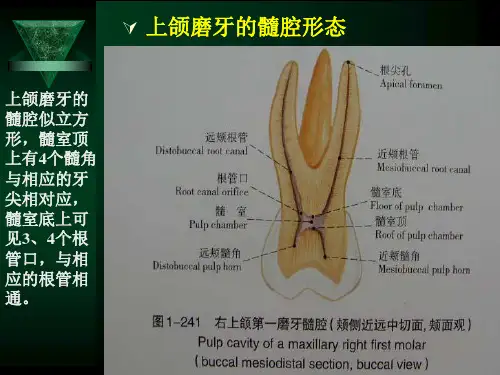口腔解剖生理学：上颌磨牙的髓腔形态