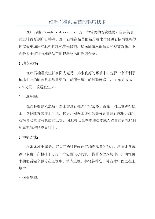 红叶石楠商品苗的栽培技术