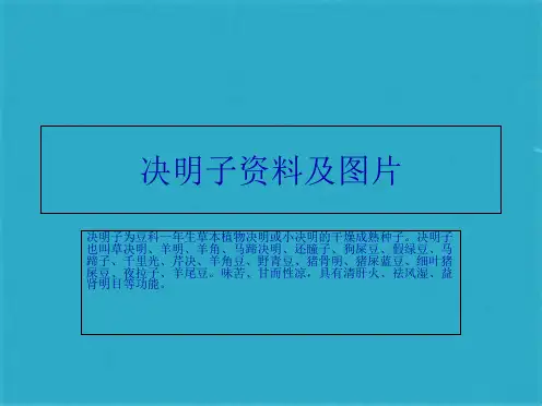 决明子资料及图片ppt课件(共11张PPT)