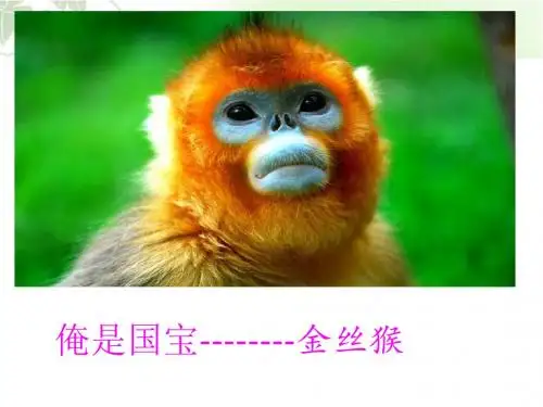 北京版语文三上《国宝金丝猴》公开课课件