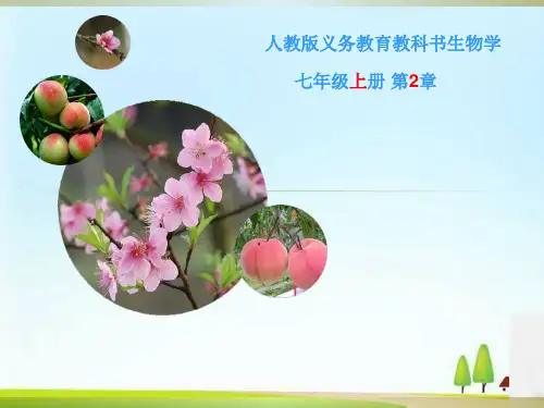 人教版初中生物七上3.2.3 开花和结果 课件 (共39张PPT)