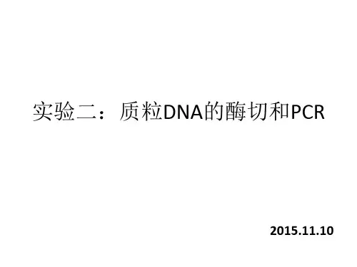 质粒DNA的酶切和PCR