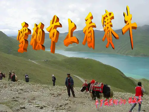 (课件)雪顿节是藏族人民的传统节日。在藏语中,雪顿节的意思
