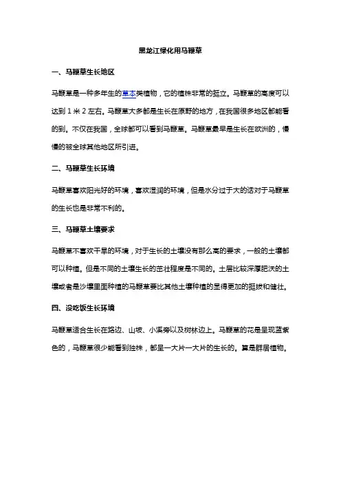 黑龙江绿化用马鞭草