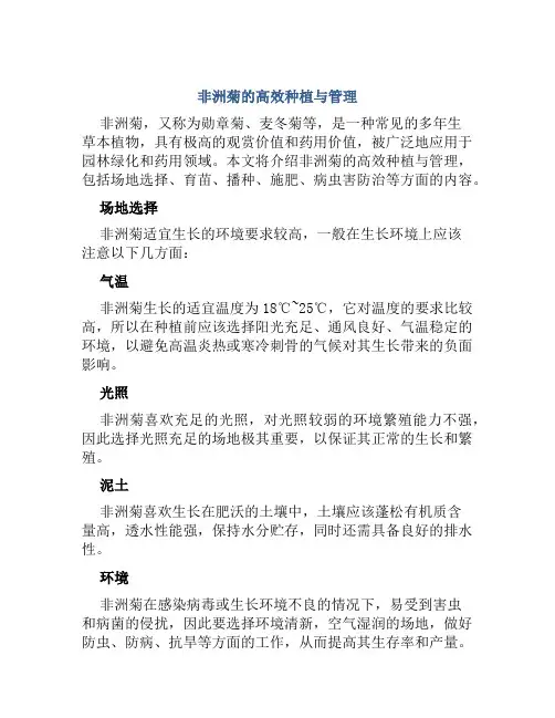 非洲菊的高效种植与管理