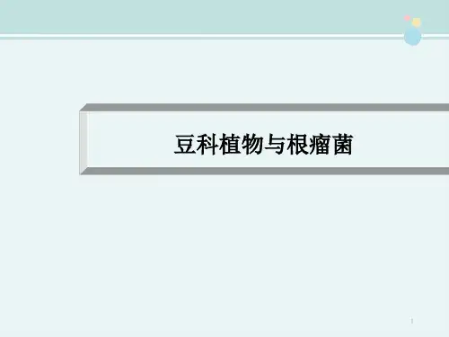 豆科植物与根瘤菌-完整版PPT课件