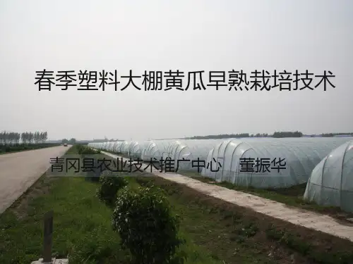 黄瓜栽培技术
