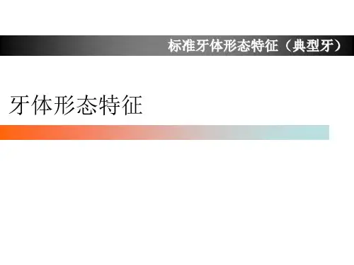 上颌第一磨牙牙体形态简述