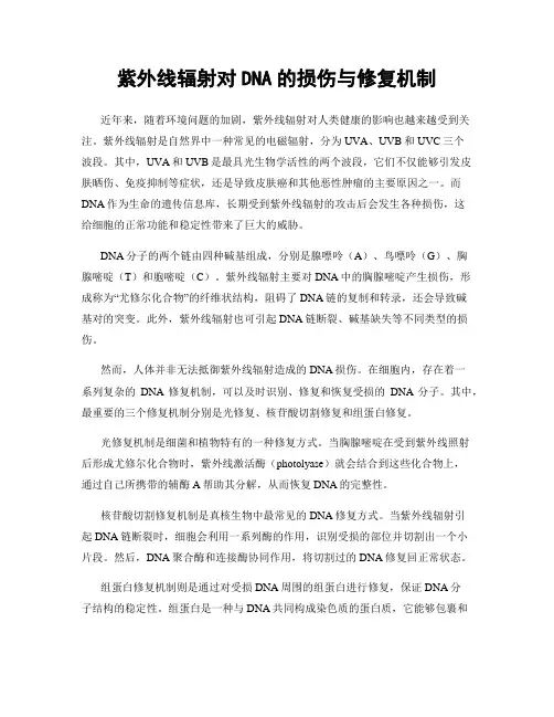 紫外线辐射对DNA的损伤与修复机制
