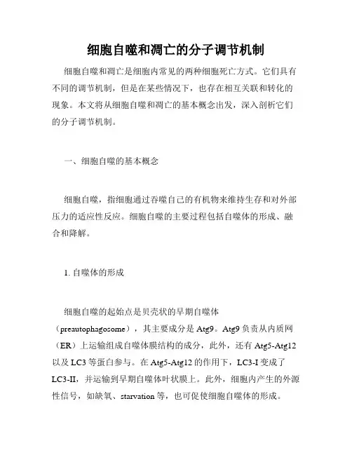 细胞自噬和凋亡的分子调节机制