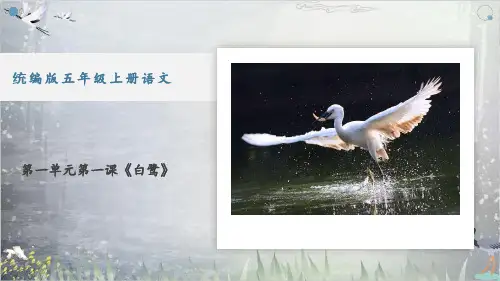 白鹭    课件(共24张PPT)