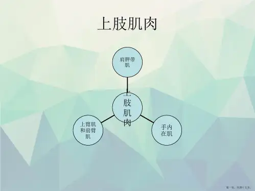 上肢肌肉解剖
