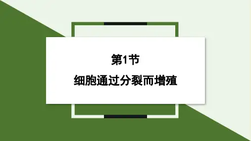 细胞通过分裂而增殖课件2024-2025学年北师大版生物七年级上册