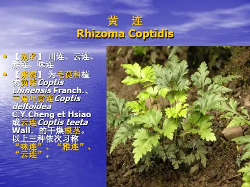 黄    连